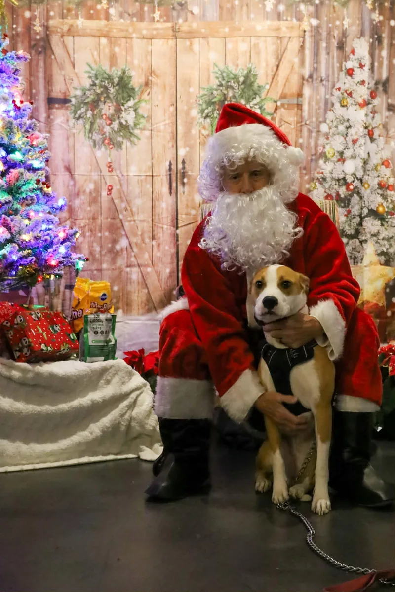 An adult medium-sized female American Staffordshire Terrier dog named Sky for adoption in Holly Springs, NC