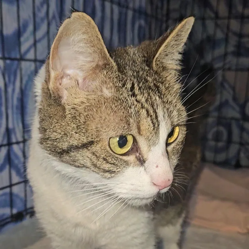 A young medium-sized female Tabby (Gray / Blue / Silver) Domestic Short Hair cat named Maggie N.  Ready for adoption in New York, NY