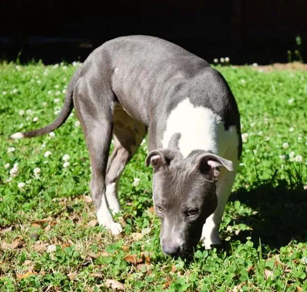 Cindy Lu Lu thumbnail 4