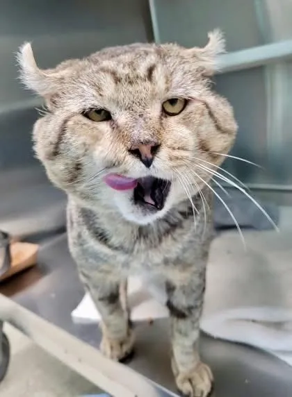 A senior medium-sized male American Curl cat named Hiro for adoption in Lancaster, PA
