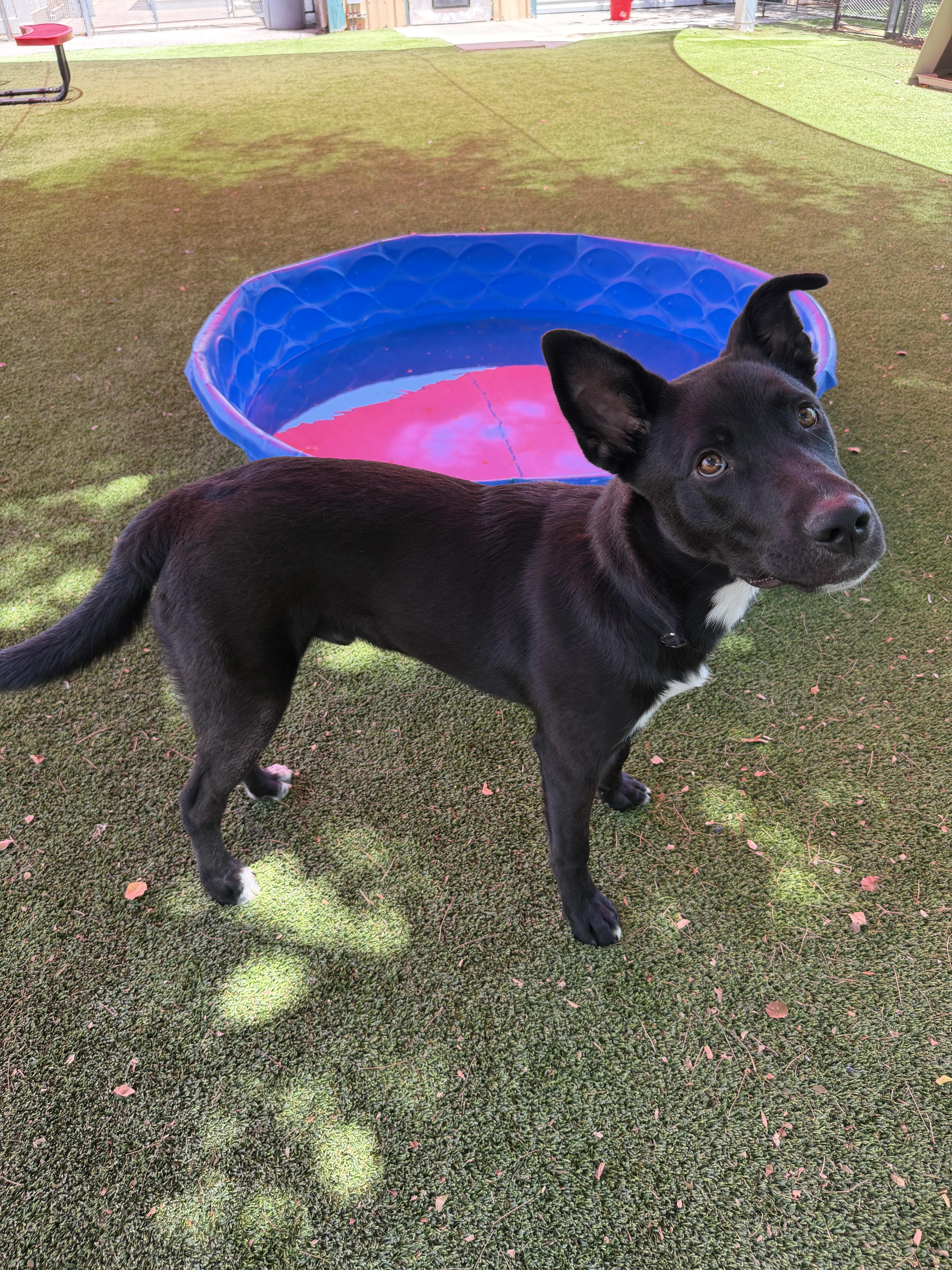 A young medium-sized male Black Labrador Retriever dog named Braxton for adoption in Glendale, AZ