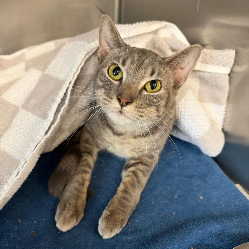 An adult medium-sized male Gray / Blue / Silver Domestic Short Hair cat named Deja Vu for adoption in DeKalb, IL