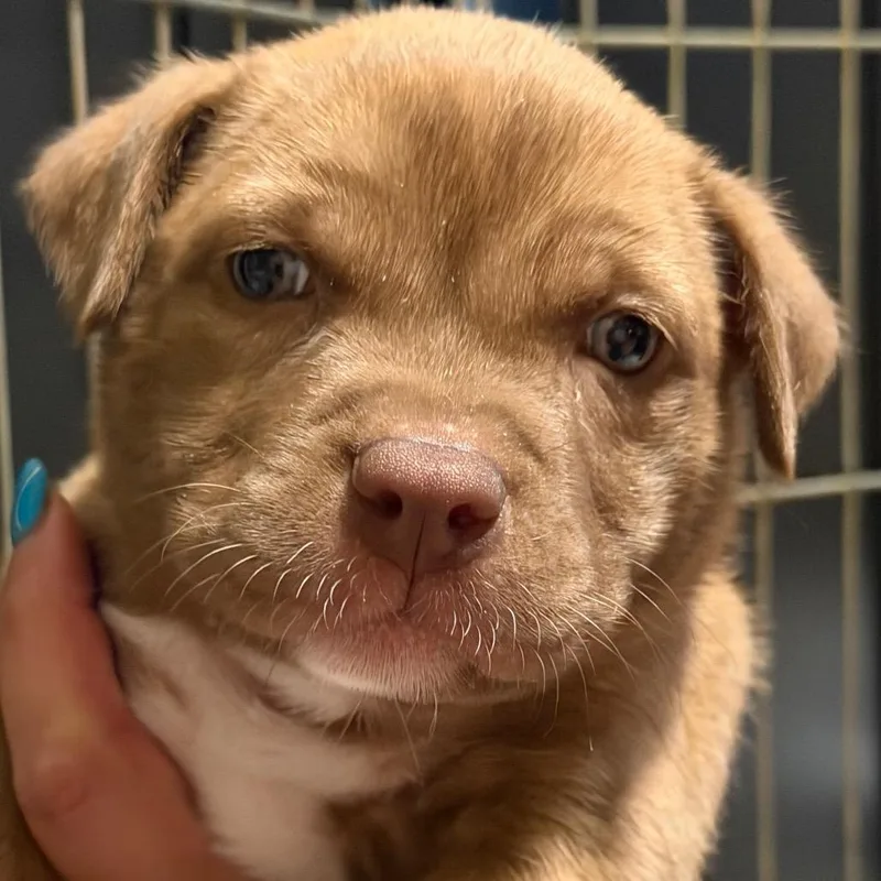 A baby small-sized female Brown / Chocolate Anatolian Shepherd dog named Annabeth purple for adoption in Greenfield, IN
