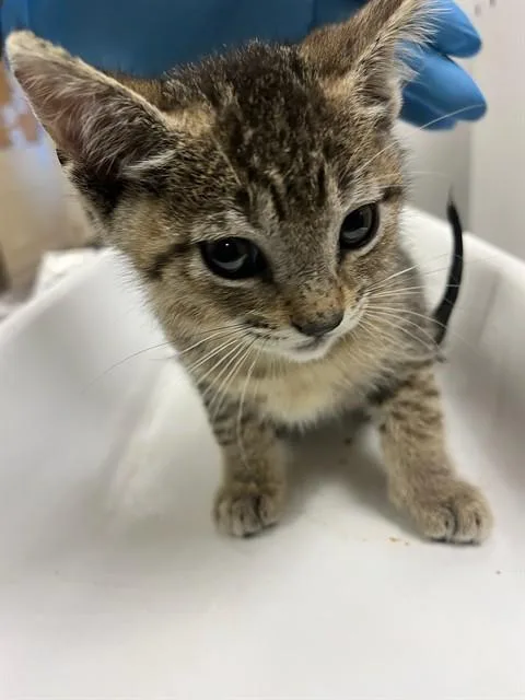 A baby small-sized male Domestic Short Hair cat named A for adoption in Riverside, CA