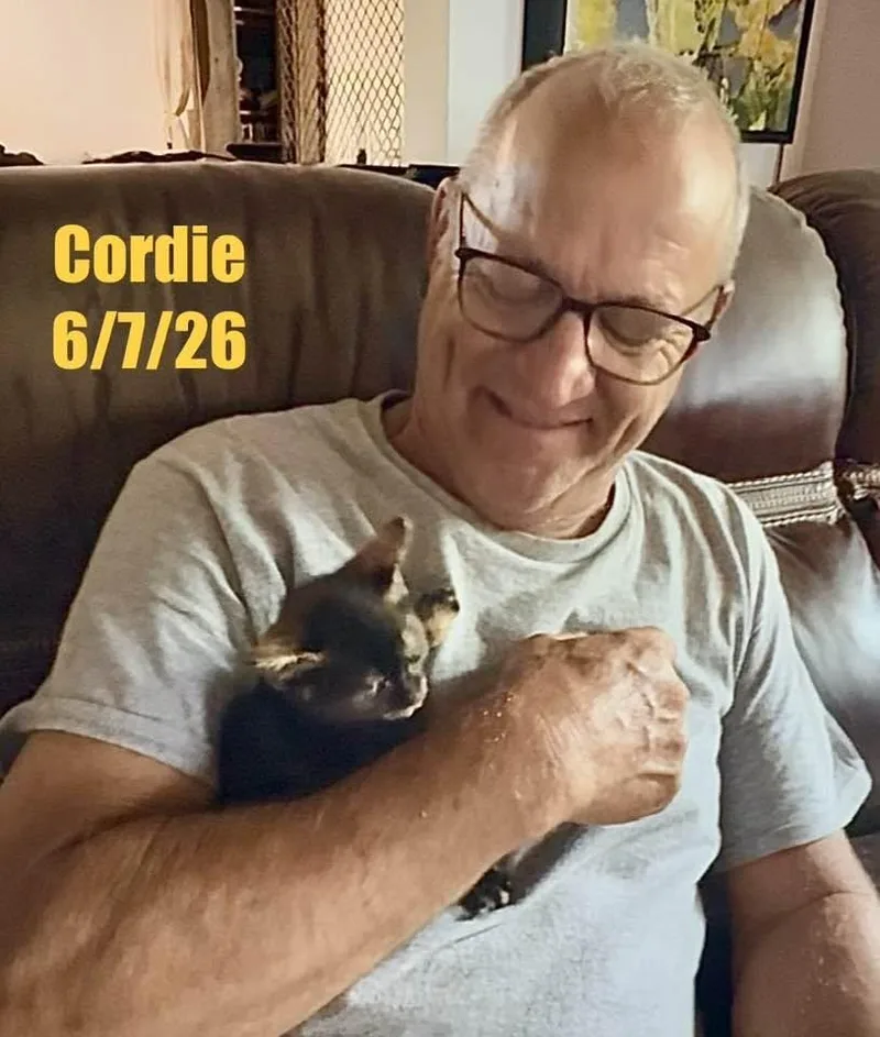 A young medium-sized female Domestic Short Hair cat named Cordie for adoption in Berlin, MD