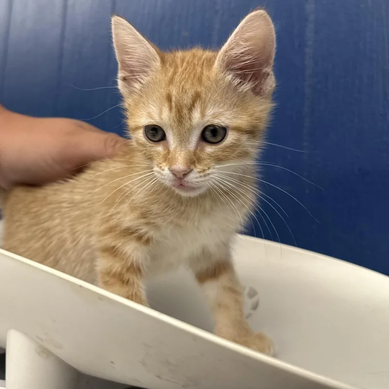 A baby small-sized male Orange / Red Domestic Short Hair cat named Fire Cider for adoption in Oak Hill, WV