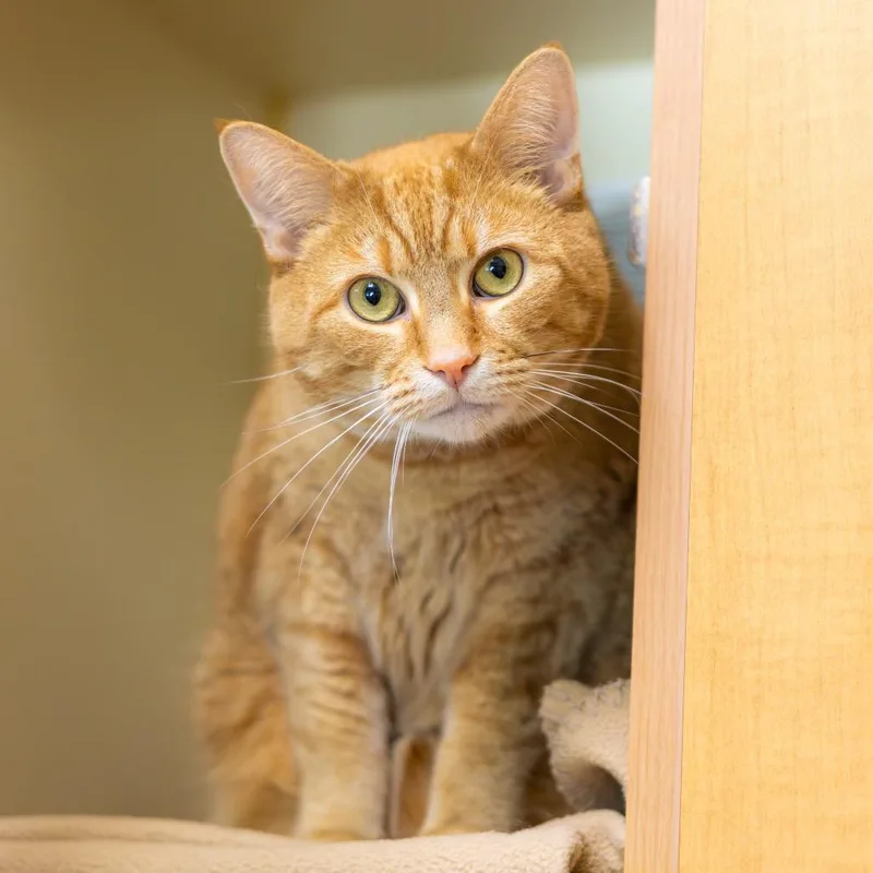 An adult large-sized male Orange / Red Domestic Short Hair cat named Azrael for adoption in Wilmington, DE