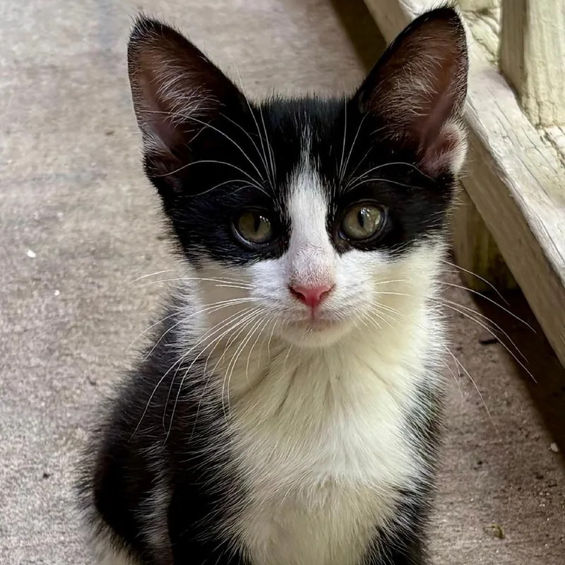 A baby medium-sized female Black & White / Tuxedo Domestic Short Hair cat named Socks for adoption in Gastonia, NC