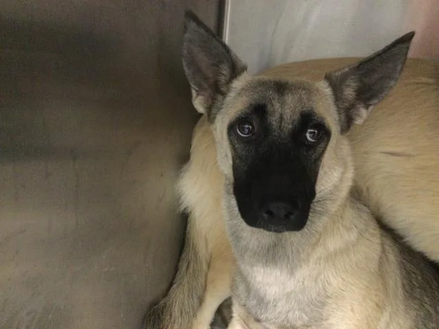 A young small-sized female Terrier dog named Raven for adoption in Riverside, CA