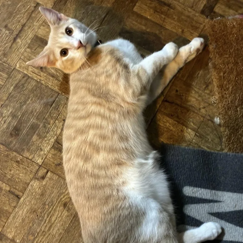 Crinkles thumbnail 2