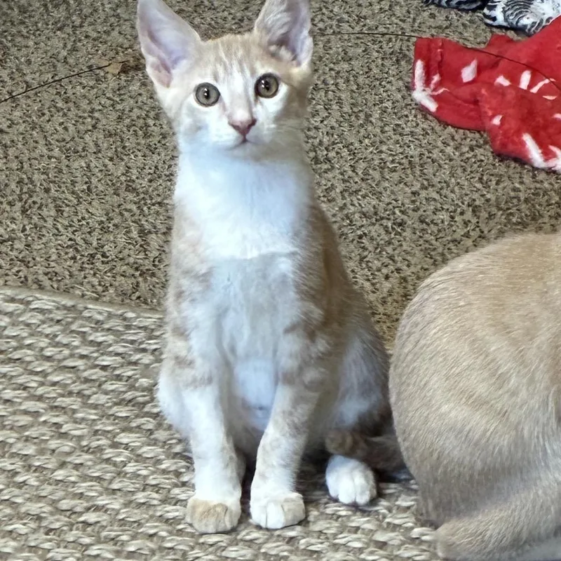 Crinkles thumbnail 3