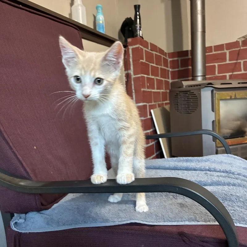 Crinkles thumbnail 4