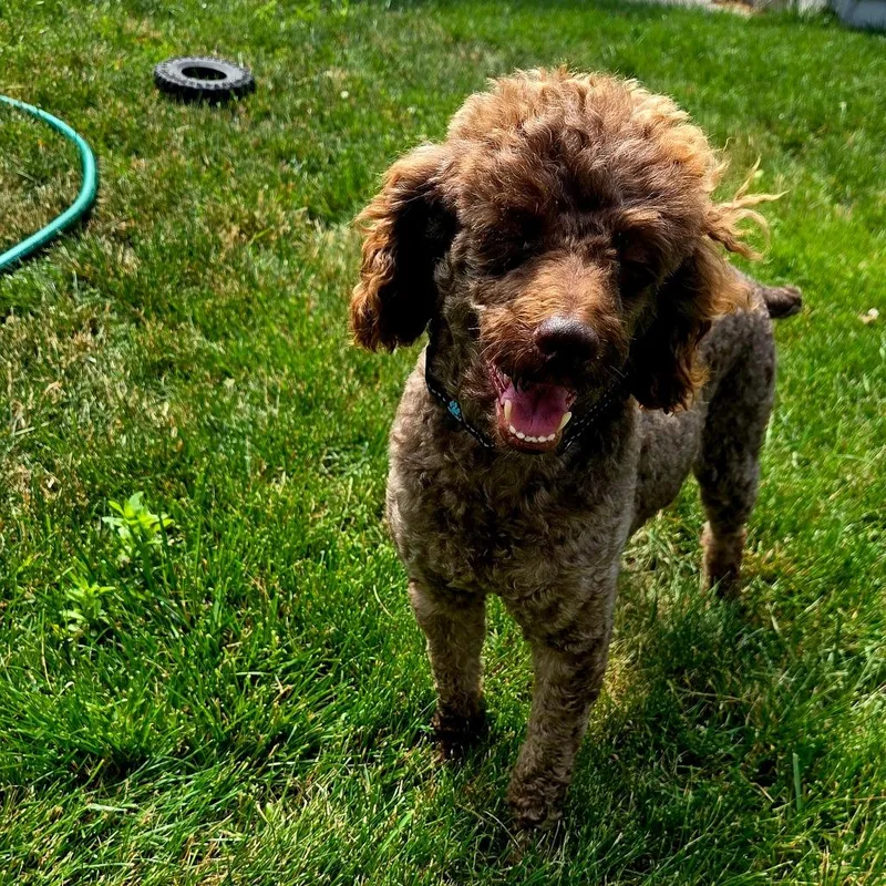 A senior small-sized male Brown / Chocolate Miniature Poodle dog named Teddy for adoption in Milwaukee, WI
