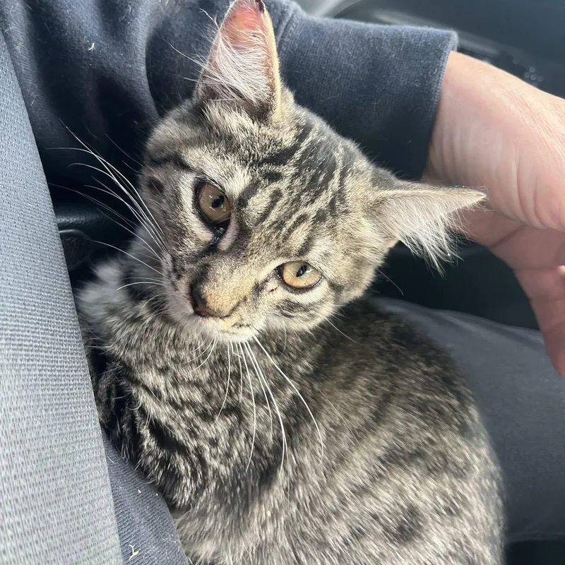 A baby medium-sized female Domestic Medium Hair cat named Precious for adoption in Concord, CA