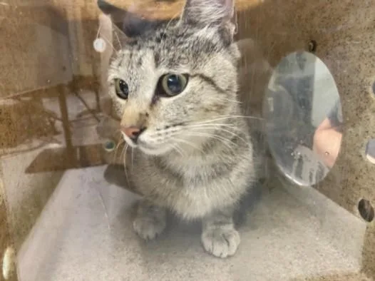A young medium-sized female Domestic Short Hair cat named Sweetie for adoption in Los Angeles, CA
