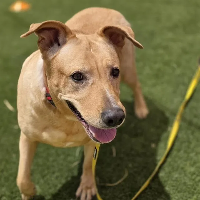 An adult extra large-sized female Labrador Retriever dog named So Q for adoption in Las Vegas, NV