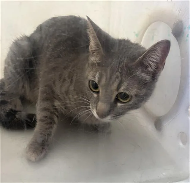 An adult medium-sized female Domestic Short Hair cat named Jane for adoption in Dallas, TX