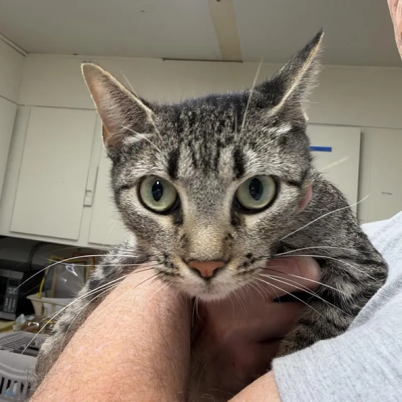 A young medium-sized female Black Domestic Short Hair cat named Cassie for adoption in Colorado Springs, CO