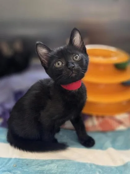 A baby small-sized female Domestic Short Hair cat named Napa for adoption in Westland, MI