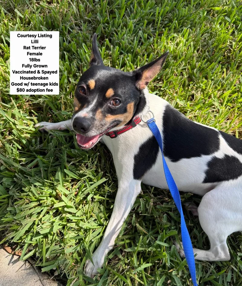 A young small-sized female Rat Terrier dog named Courtesy Listing Lilli for adoption in Oviedo, FL