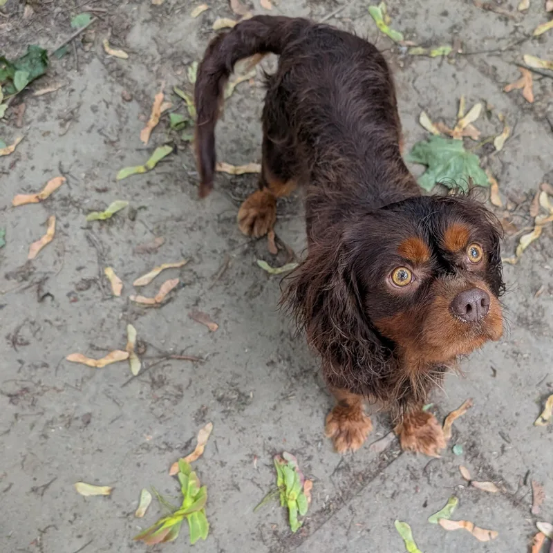 An adult small-sized male Cavalier King Charles Spaniel dog named Willie for adoption in Danville, VT