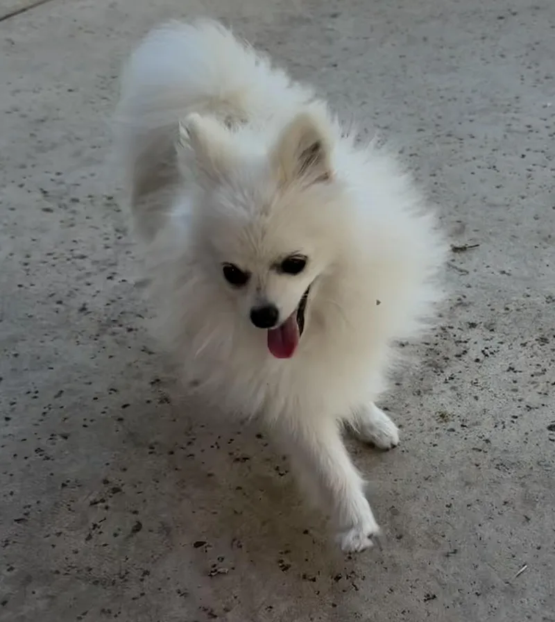 Ghost