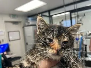 Zoe
