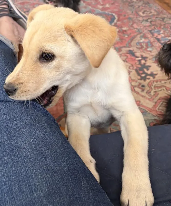 Penelope