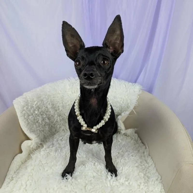 A young small-sized female Black Chihuahua dog named Bean for adoption in Round Rock, TX