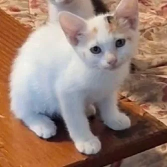 A baby small-sized female Calico Domestic Short Hair cat named Mabel for adoption in Austin, TX