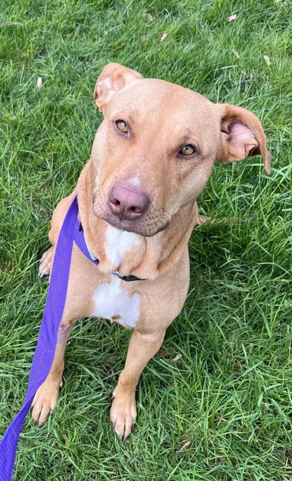 An adult medium-sized female Labrador Retriever dog named Sallie for adoption in Salem, OR