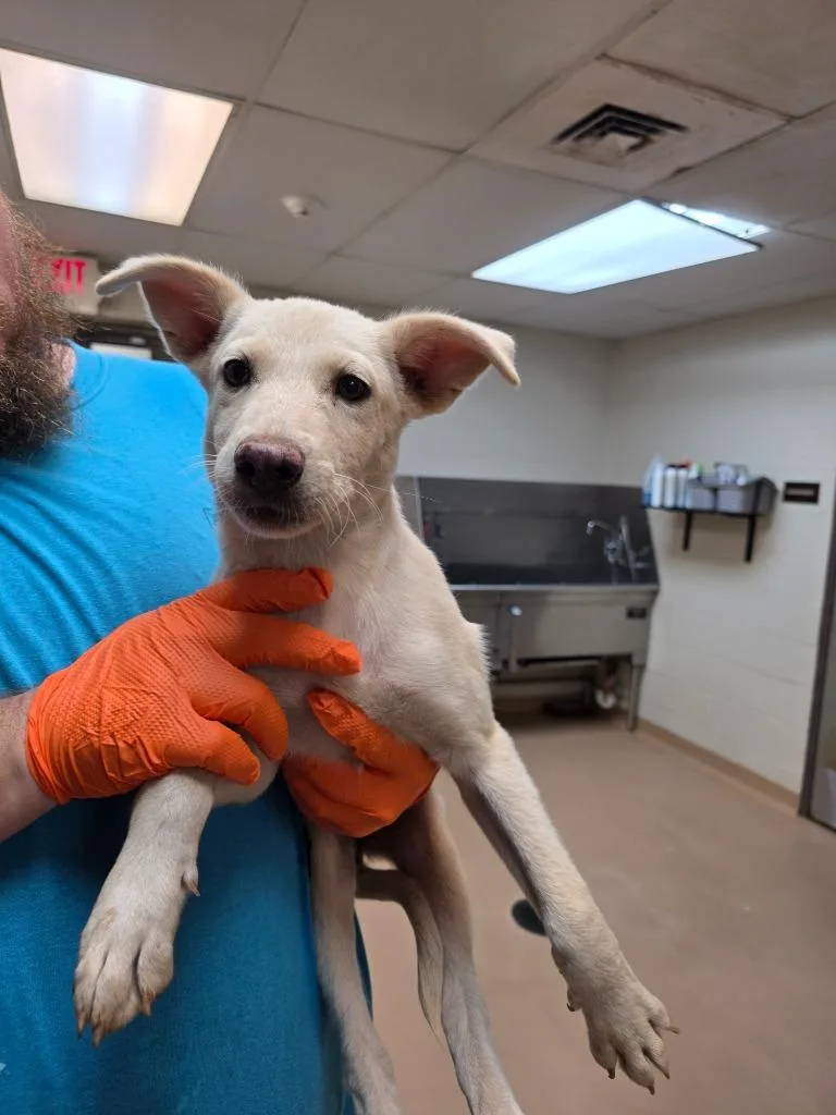 A baby large-sized female German Shepherd Dog dog named Casper for adoption in Nacogdoches, TX