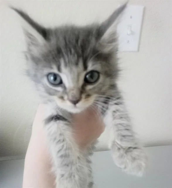 A baby small-sized female Domestic Short Hair cat named Sally for adoption in Sacramento, CA