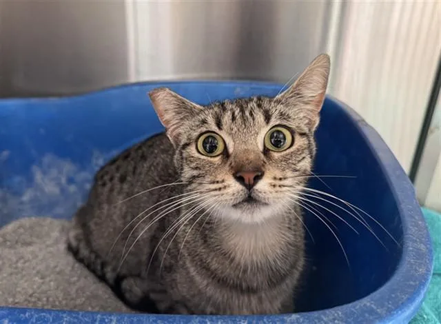 A young medium-sized female Domestic Short Hair cat named Marice for adoption in Santa Monica, CA