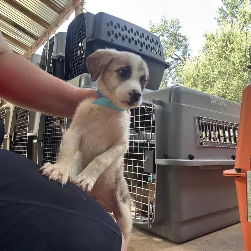 A baby medium-sized male Brown / Chocolate Mixed Breed dog named Klondike P for adoption in Leander, TX