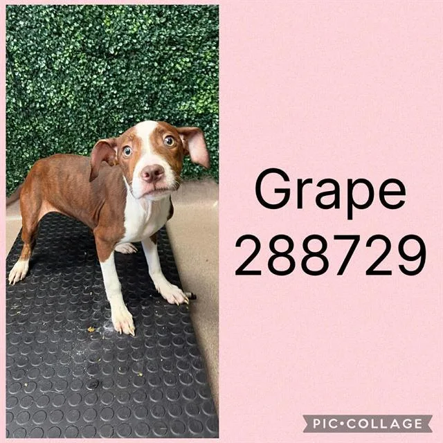 A baby small-sized female Mixed Breed dog named Grape for adoption in Macon, GA
