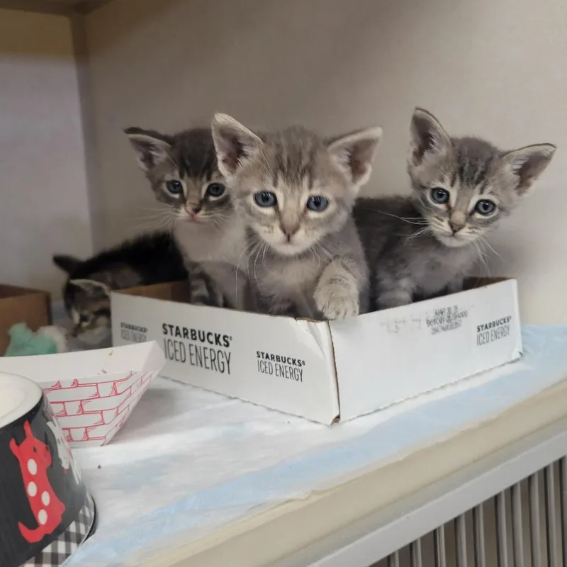 A baby small-sized male Gray / Blue / Silver Domestic Short Hair cat named Maverick for adoption in Westminster, CA