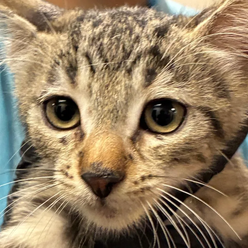 A baby small-sized male Brown / Chocolate Domestic Medium Hair cat named Wrecker for adoption in Yuma, AZ