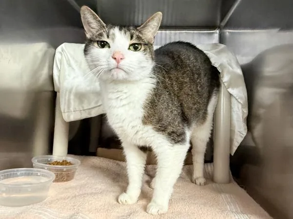 An adult medium-sized male Domestic Short Hair cat named Buggie for adoption in New York, NY