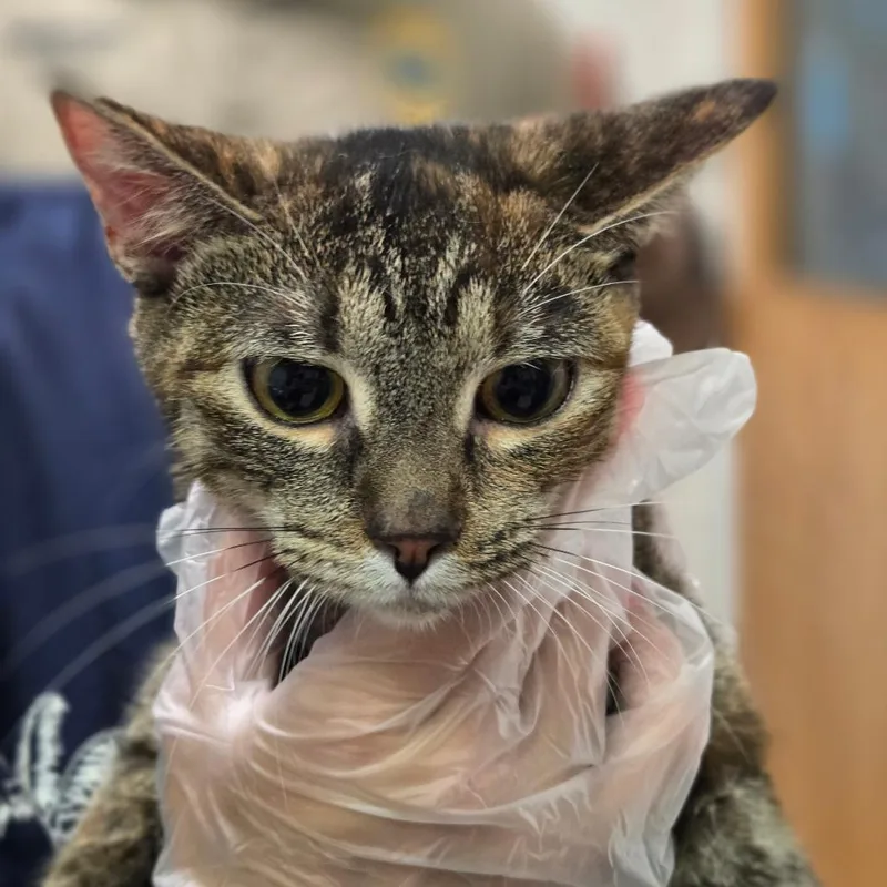 A young medium-sized female Brown / Chocolate Domestic Short Hair cat named Rooster for adoption in Charleston, WV