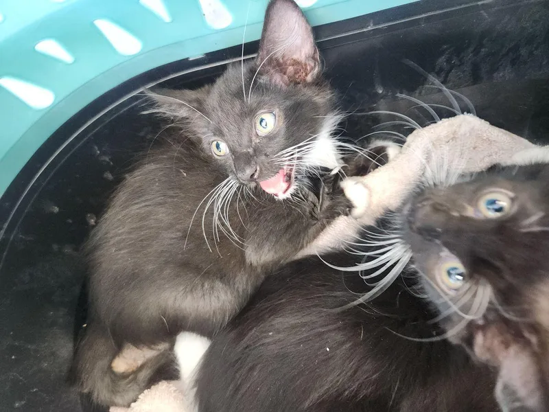 A young medium-sized female Black Domestic Short Hair cat named Chunk for adoption in Kingman, AZ