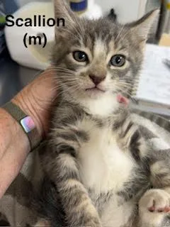 A baby medium-sized male Gray / Blue / Silver Domestic Short Hair cat named Scallion for adoption in Saugerties, NY