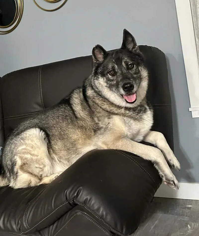 An adult large-sized male Norwegian Elkhound dog named Drogo for adoption in Lafayette, IN