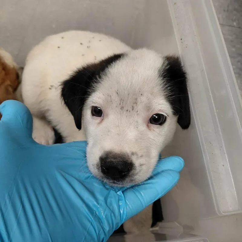 A baby medium-sized male White / Cream Mixed Breed dog named Snoopy for adoption in Bastrop, TX
