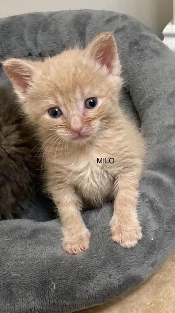 A baby medium-sized male Domestic Short Hair cat named Milo for adoption in Johnson City, TN