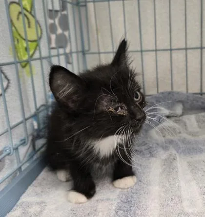 A baby small-sized male Domestic Short Hair cat named Tres for adoption in Gainesville, FL