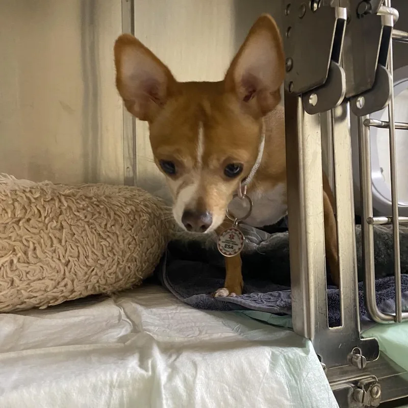 An adult small-sized female Yellow / Tan / Blond / Fawn Mixed Breed dog named Molly for adoption in Winston-Salem, NC