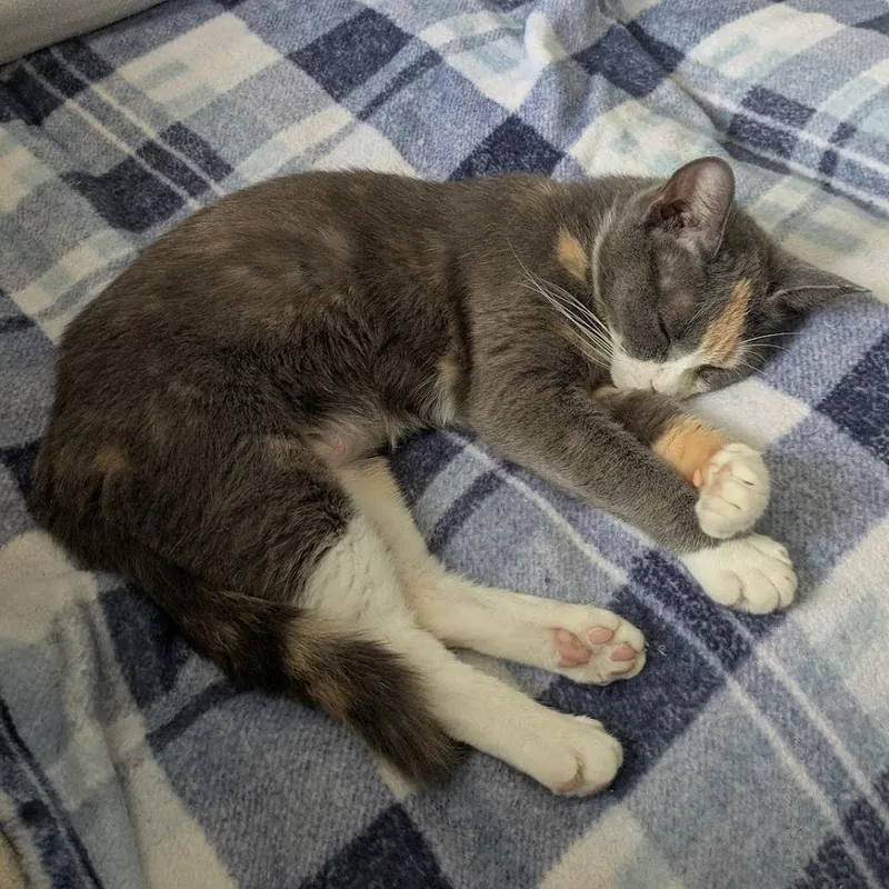 A senior medium-sized female Torbie Domestic Short Hair cat named Violet for adoption in Baltimore, MD