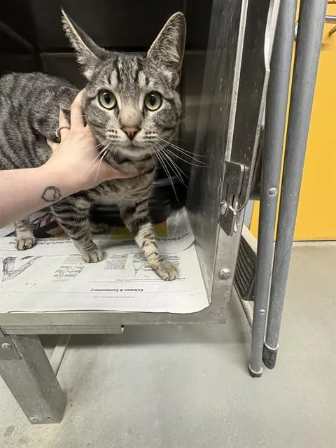 A young medium-sized male Domestic Short Hair cat named Xavier for adoption in Anchorage, AK