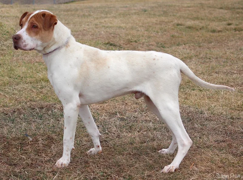 Survivor thumbnail 2